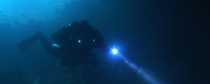 Proteus